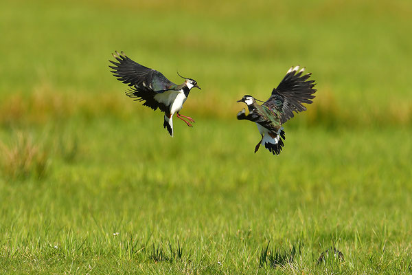 Platz 1: Kiebitz (Foto: Achim Schumacher)