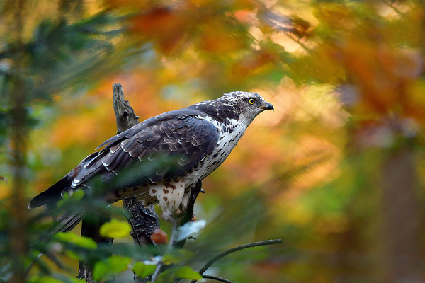 Platz 5: Wespenbussard (Foto: Achim Schumacher)