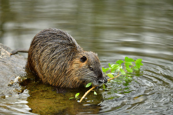 Nutria (Foto: Achim Schumacher)