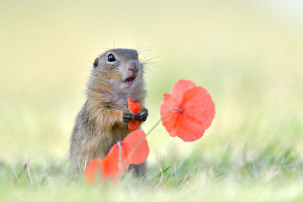 Ziesel (Foto: Achim Schumacher)