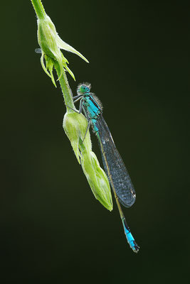 Pechlibelle (Foto: Achim Schumacher)