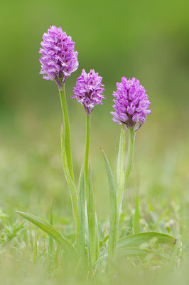 Dreizähniges Knabenkraut (Foto: Achim Schumacher)