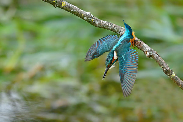 Eisvogel Weibchen beim Beutefang (Foto: Achim Schumacher)