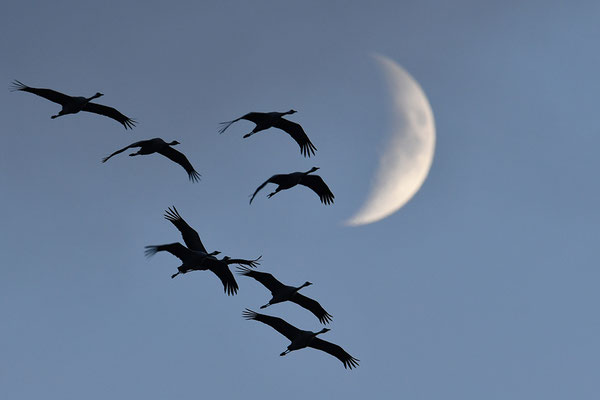 Kraniche vor dem Mond (Foto: Achim Schumacher)