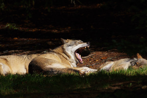 Foto: Achim Schumacher