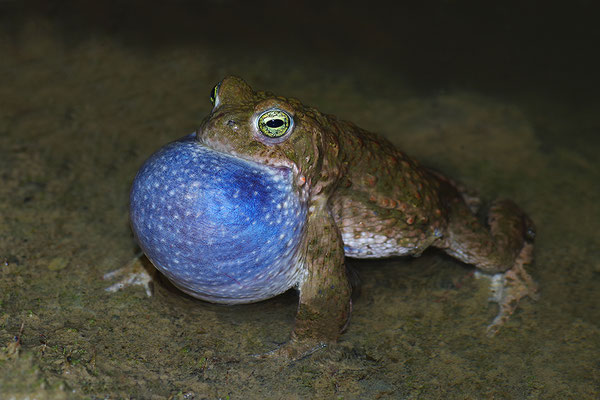 Kreuzkröte, rufendes Männchen (Foto: Achim Schumacher)