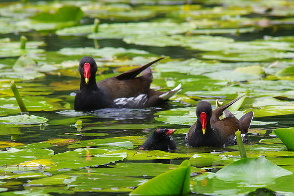 Teichrallen mit Jungvogel (Foto: Achim Schumacher)