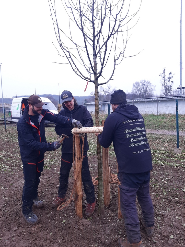 Befestigung der Bäume (Foto: Tanja Malchow)