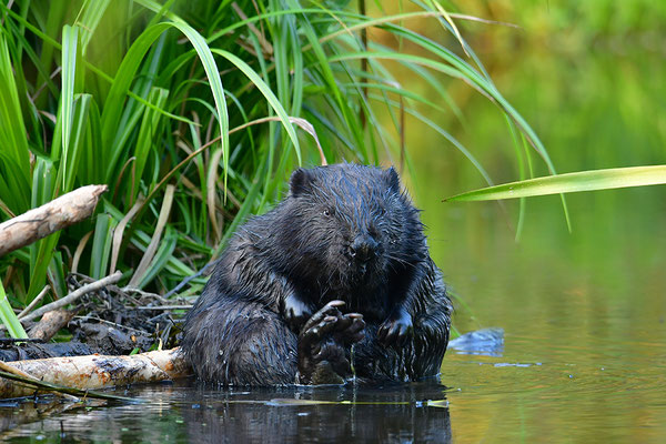 Biber (Foto: Achim Schumacher)