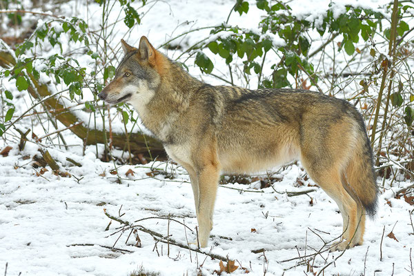 Wolf Wölfe Kreis Hürtgenwald Wolfsrudel Rudel Rureifel Simmerath NABU Düren