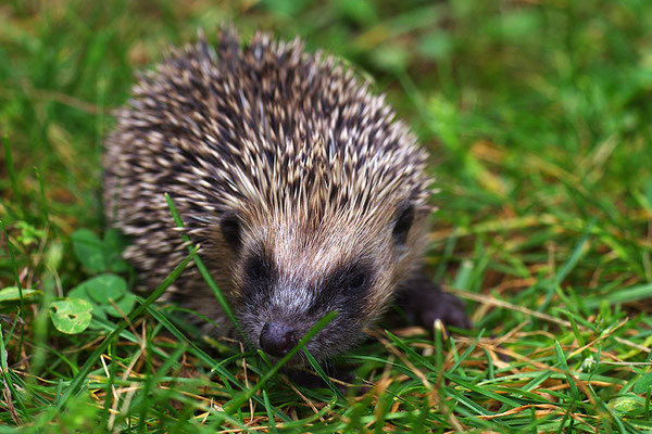 Igel Winterschlaf Frühling Winterruhe Rasenroboter Freischneider Verletzung verletzt NABU Düren