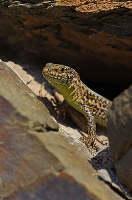 Mauereidechse Reptil des Jahres 2011 Natur des Jahres 2011 NABU Düren