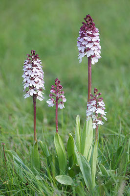 Purpurknabenkraut (Foto: Achim Schumacher