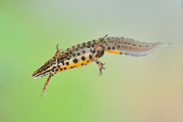 Teichmolch (Foto: Achim Schumacher)
