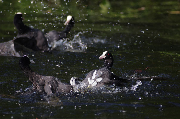 Blässralle im Revierkamp (Foto: Achim Schumacher)