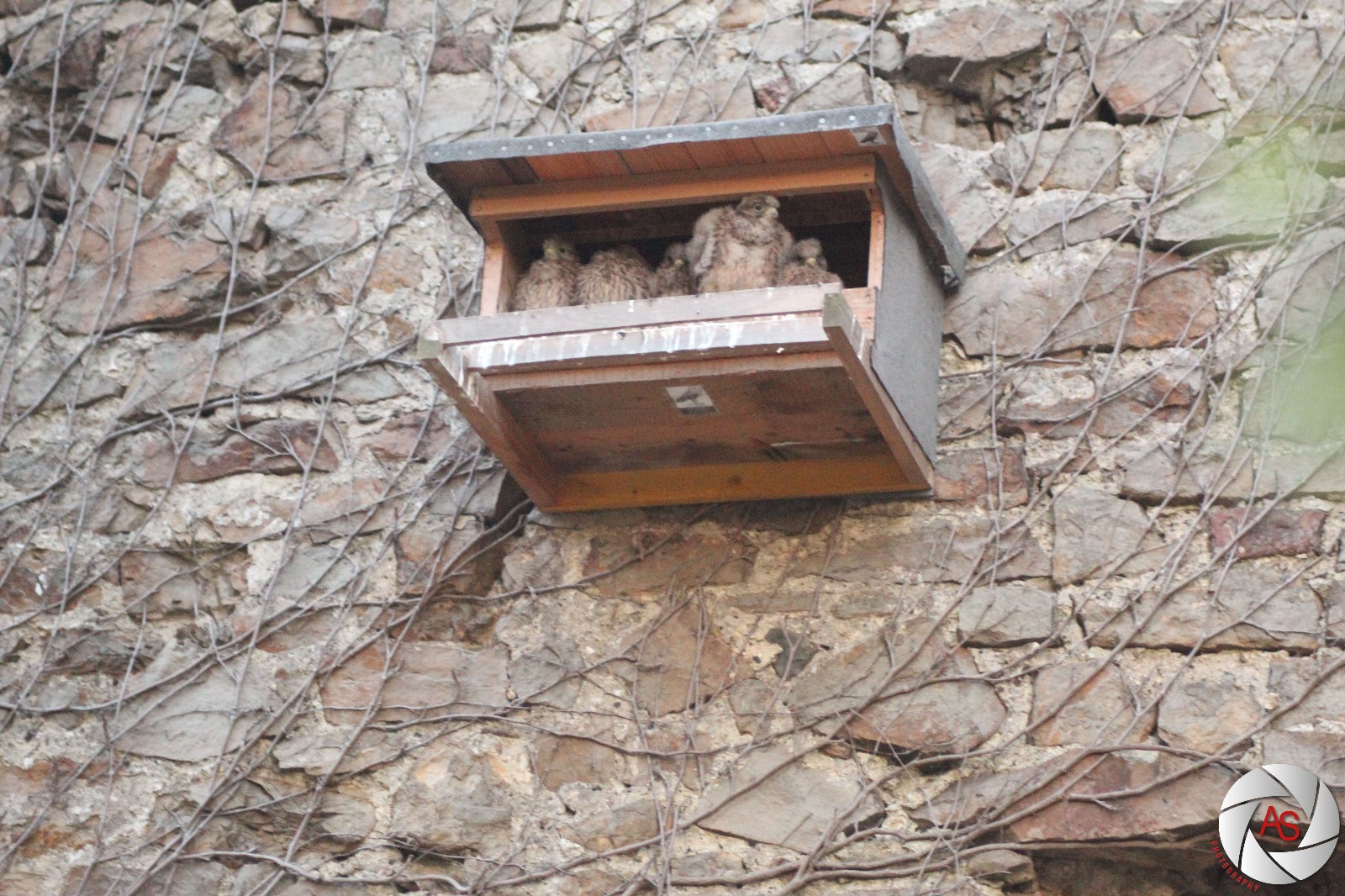 Nistkastenbau für Schleiereule, Steinkauz und Turmfalke im Jahr ...