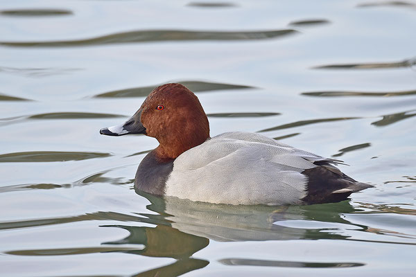 Tafelente Männchen (Foto: Achim Schumacher)