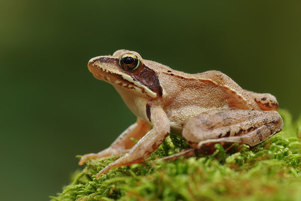 Springfrosch (Foto: Achim Schumacher)