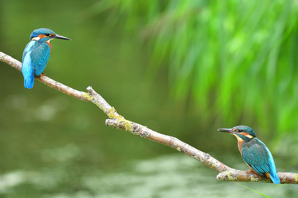 Eisvogel Barmener See NABU Düren