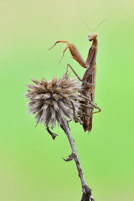 Gottesanbeterin Weibchen (Foto: Achim Schumacher)
