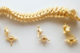 Zdjęcie przedstawiające budowę anatomiczną kręgosłupa i różnice w budowie kręgów w odcinku szyjnym, piersiowym, lędźwiowym.