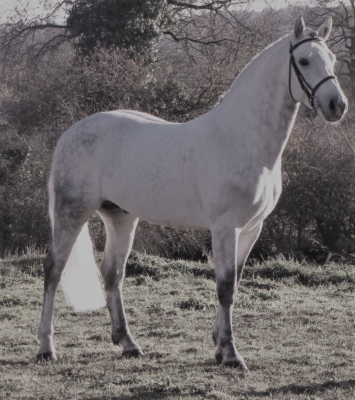 Paps Late - Connemara Stallion -  