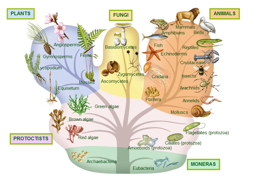 4. Formation of new species Página web de evaprofecmc