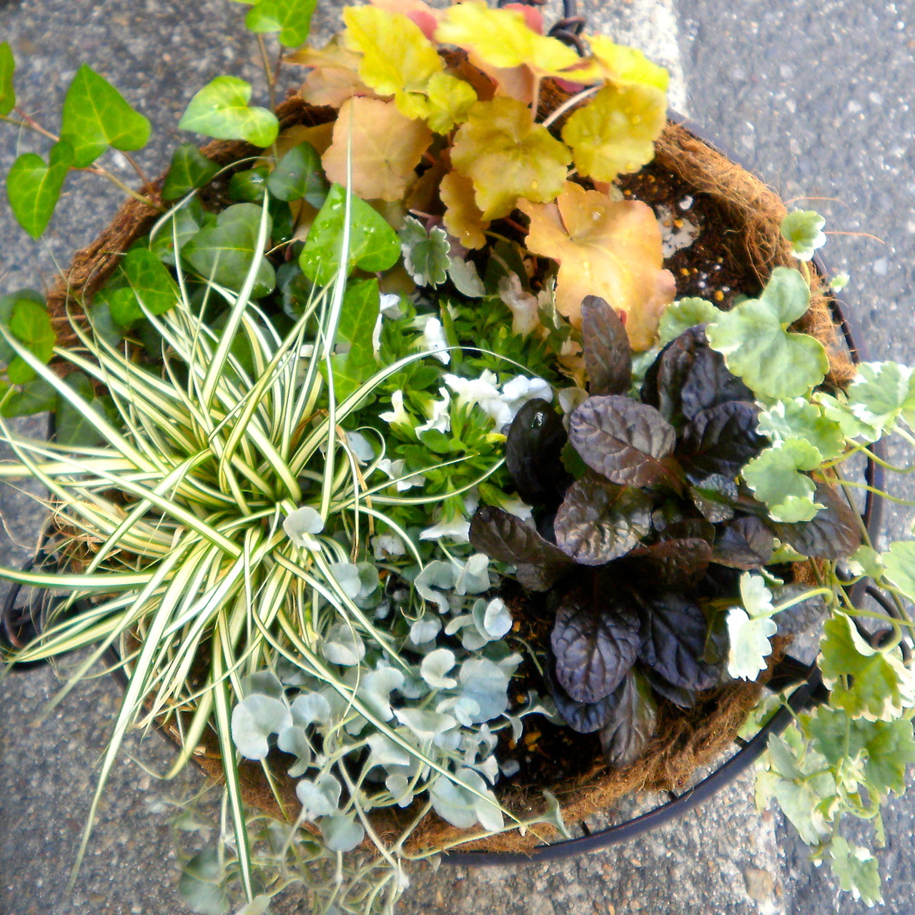 外構の中でおすすめの植栽 グランドカバー Garden O Terra ページ 外構の中でおすすめの植栽 グランドカバー Garden O Terra ページ