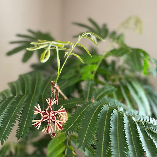 観葉植物のある暮らし