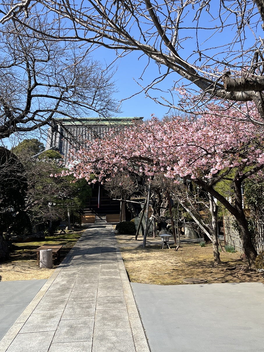 河津桜を見ながらお散歩～中山　法華経寺