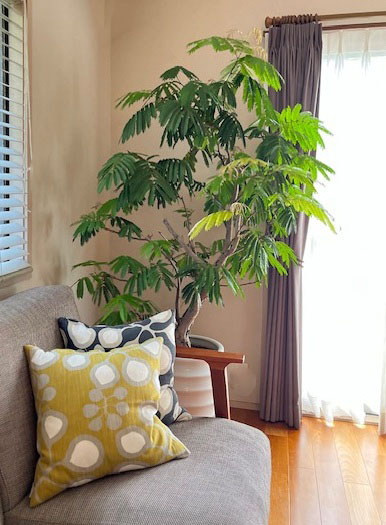 観葉植物のある暮らし