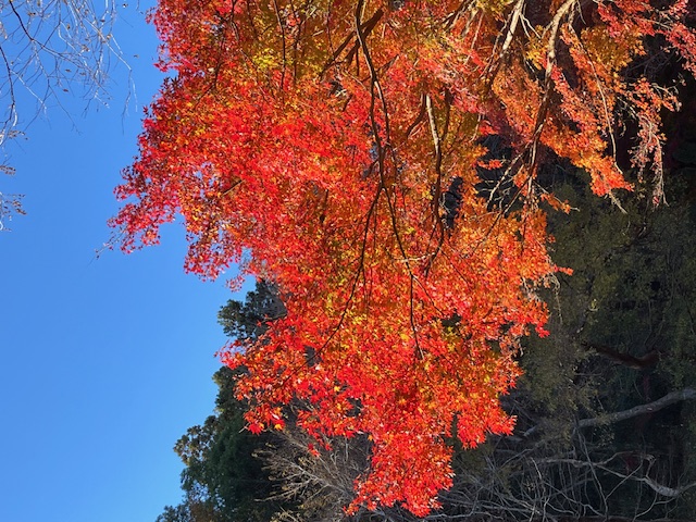晩秋の紅葉を楽しむ