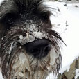 ❄Lillo (cucciolata B- "Otto & Miya" - 6 mesi ) nella neve. Grazie ai proprietari per le splendide foto!❄