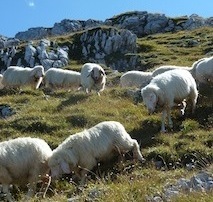 Schafe auf Tour