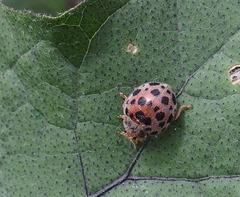 オオニジュウヤホシテントウ　野菜には害虫のようです