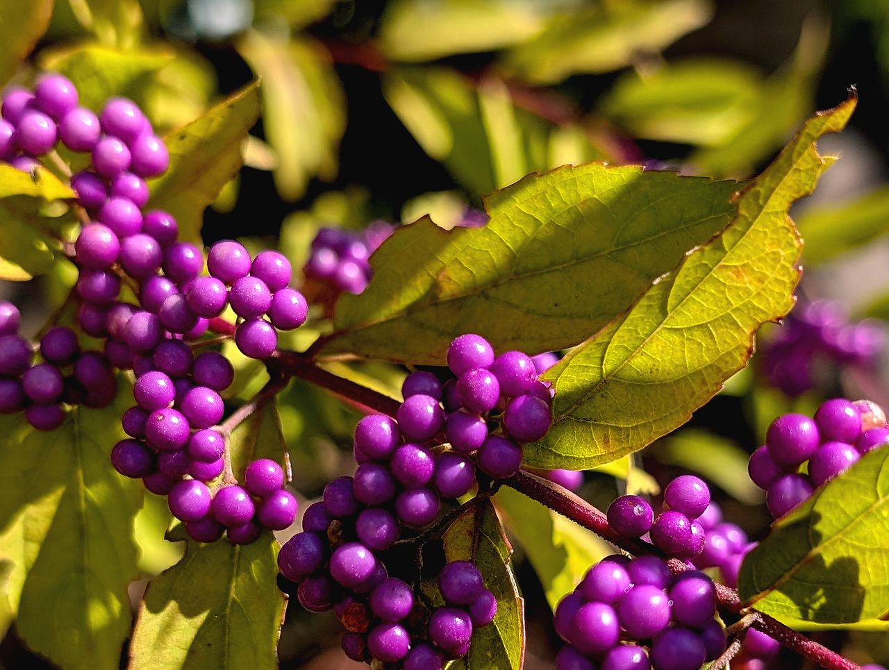 ムラサキシキブ