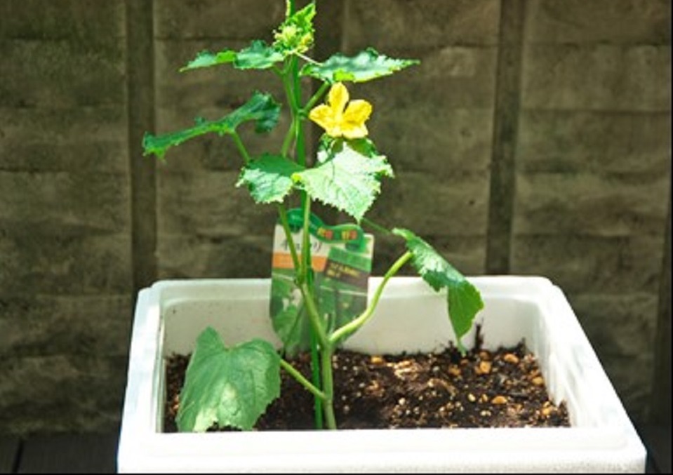 家庭菜園でいろいろな野菜のエコ栽培 めぐろスマートライフ 家庭菜園でいろいろな野菜のエコ栽培 めぐろスマートライフ