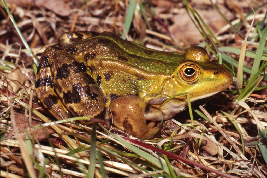 Grenouille de Lessona. © P. Evrard