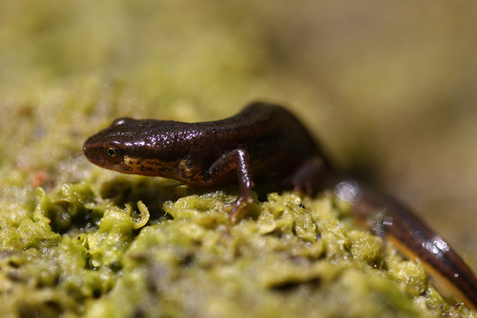 Triton palmé © A. Boissinot