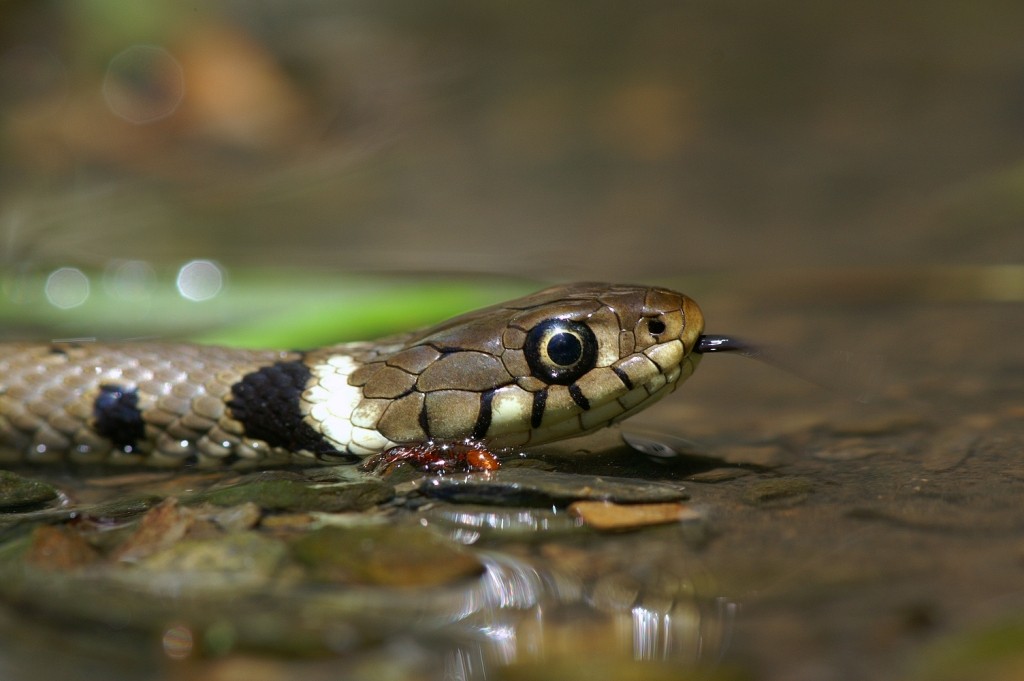 Couleuvre à collier. © A. Boissinot