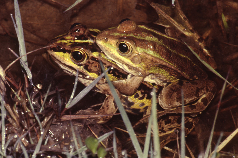 Grenouille de Lessona. © P. Evrard