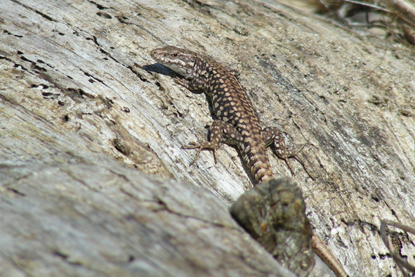 Lézard des murailles. © F. Doré