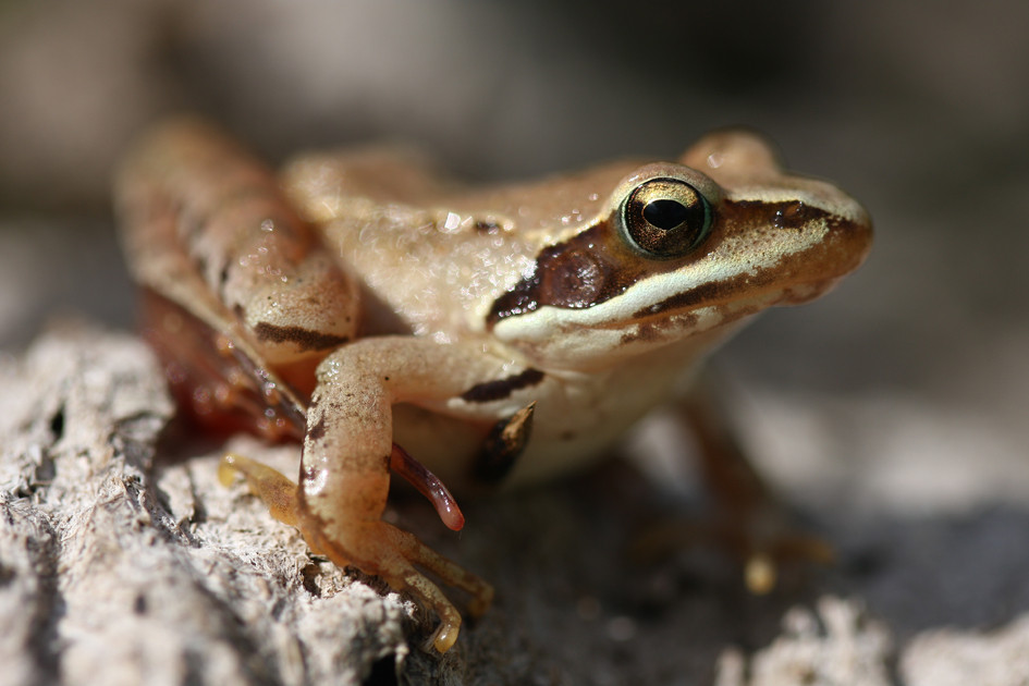 Grenouille agile © A. Boissinot