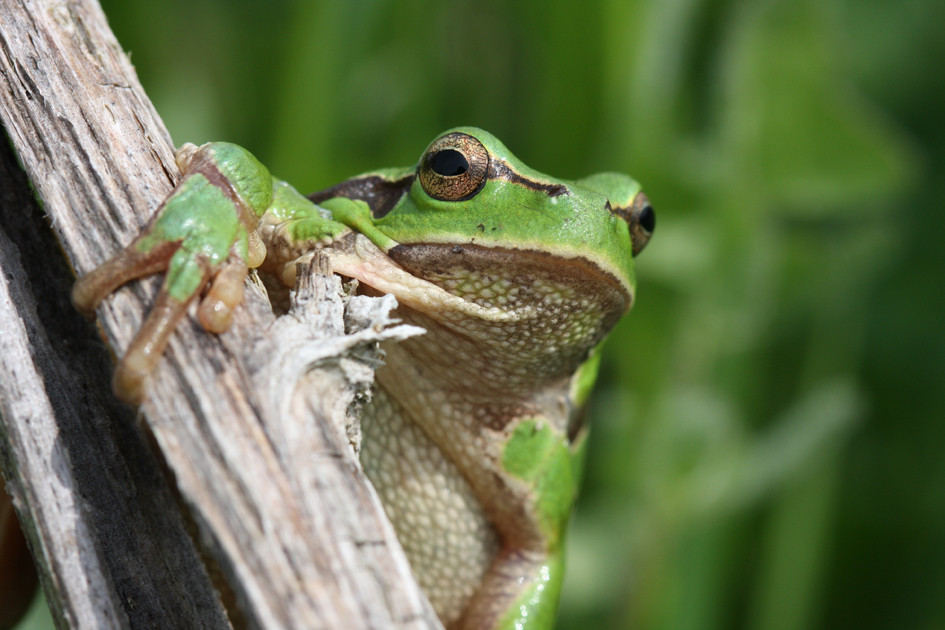 Rainette verte © A. Boissinot