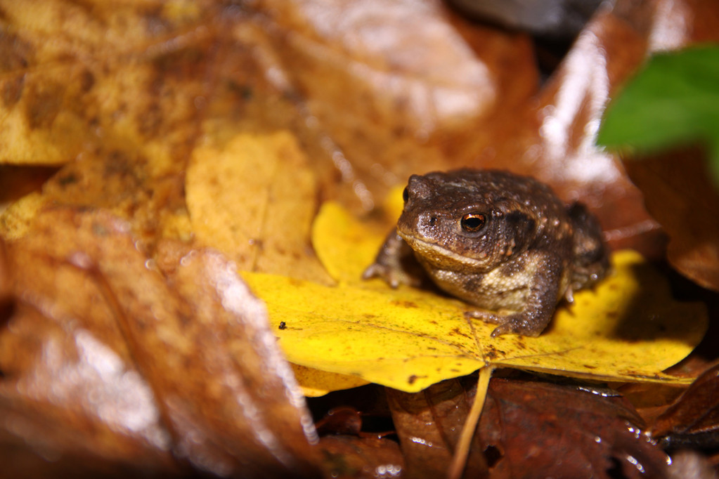 Crapaud commun © N. Braconnier