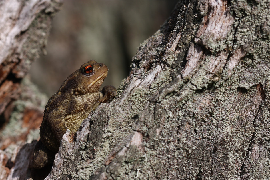 Crapaud commun © A. Boissinot