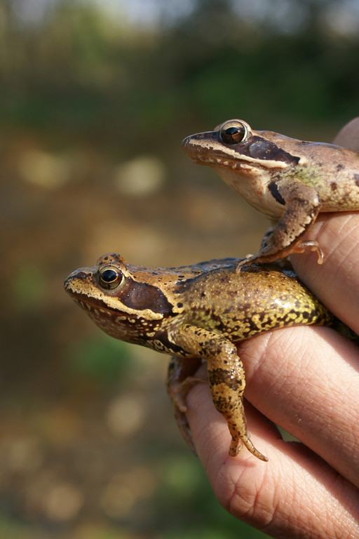 Grenouille agile (haut) et Grenouille rousse (bas) © O. Grosselet