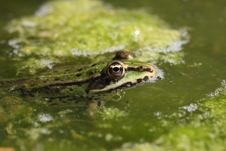 Grenouille verte © A. Boissinot