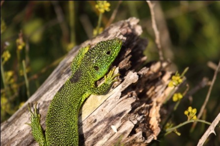 Lézard vert © Nathan Braconnier