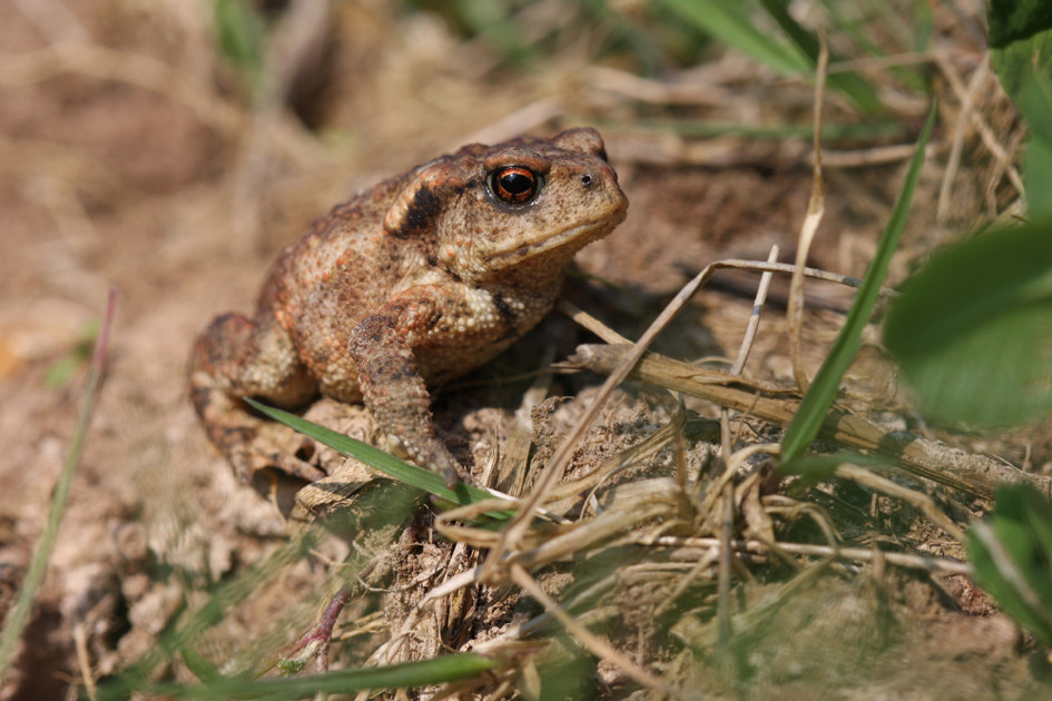 Crapaud commun © A. Boissinot